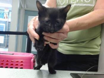 PRINCESS -  Domestic Short Hair Cat for Adoption in Oklahoma City, Oklahoma - PRINCESS | PetCurious