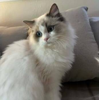 Ragdoll Cats Available for Adoption - Daisy | PetCurious