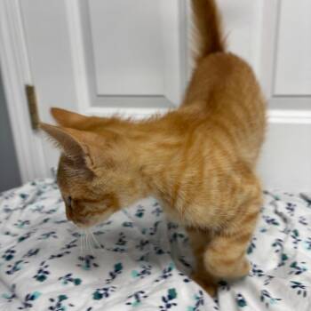 Crush -  Domestic Short Hair Cat for Adoption in Granville, Ohio - Crush | PetCurious