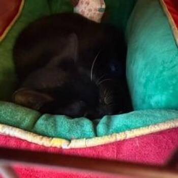 Ross -  Domestic Short Hair Cat for Adoption in West Palm Beach, Florida - Ross | PetCurious
