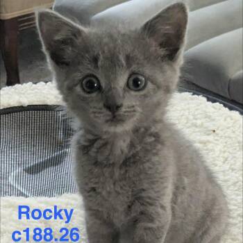 Foster Rocky -  Domestic Short Hair Cat for Adoption in Batavia, New York - Foster Rocky | PetCurious