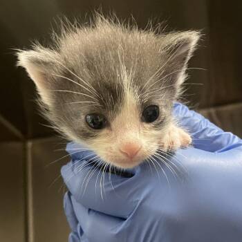 Tobias -  Domestic Short Hair Cat for Adoption in Lynchburg, Virginia - Tobias | PetCurious
