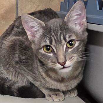 Domestic Short Hair Cats Available for Adoption - Umbreon | PetCurious
