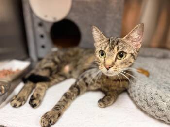 Crayola -  Domestic Short Hair Cat for Adoption in Nashville, Tennessee - Crayola | PetCurious