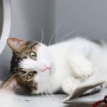 Grizzly -  Domestic Short Hair Cat for Adoption in Atlanta, Georgia - Grizzly | PetCurious