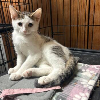 Elmo -  Domestic Short Hair Cat for Adoption in Hammond, Indiana - Elmo | PetCurious