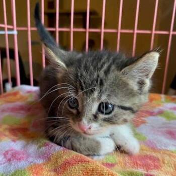 Domestic Long Hair Cats Available for Adoption in Jefferson City, Tennessee - Coco | PetCurious