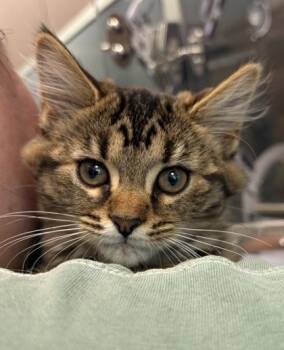 Sza -  Domestic Short Hair Cat for Adoption in Fishers, Indiana - Sza | PetCurious