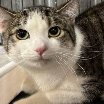 Croc -  Domestic Short Hair Cat for Adoption in Tipp City, Ohio - Croc | PetCurious