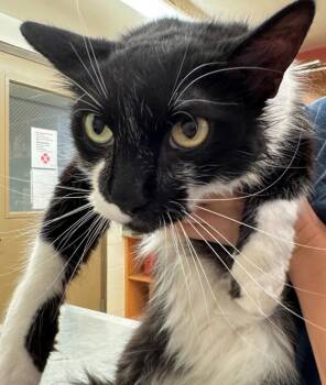 Rescue Domestic Short Hair Cats for Adoption in Pocatello, Idaho - Kevin 45296 | PetCurious