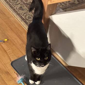 Domestic Short Hair and Abyssinian Cats Available for Adoption in Roanoke, Virginia - Piper | PetCurious