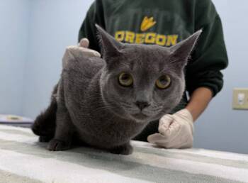 Long John Silver -  Domestic Short Hair Cat for Adoption in Raleigh, North Carolina - Long John Silver | PetCurious