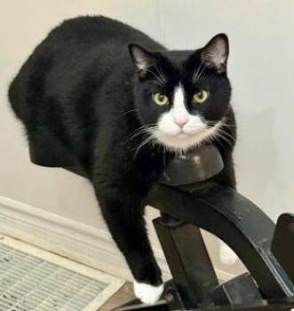 Oreo (bonded with Buddy) -  Tuxedo and Domestic Short Hair Cat for Adoption in Vaughan, Ontario - Oreo (bonded With Buddy) | PetCurious