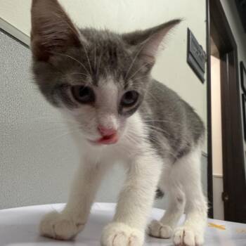 Bean -  Domestic Short Hair Cat for Adoption in Tampa, Florida - Bean | PetCurious