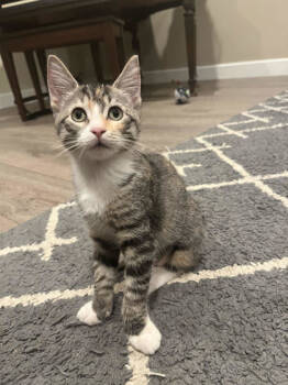 Rescue Domestic Short Hair Cats for Adoption in San Diego, California - Leilani | PetCurious