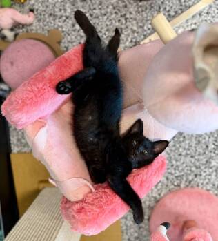 Domestic Short Hair Cats Available for Adoption in Cortland, Ohio - Trey | PetCurious