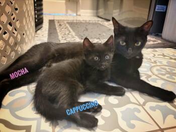 American Shorthair Cats Available for Adoption - Mocha & Cappuccino Reilly | PetCurious