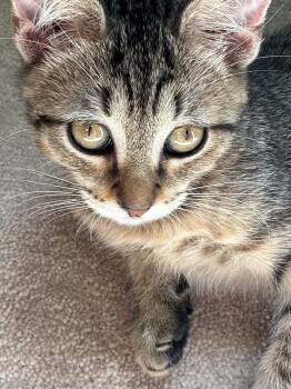 Tessa -  Domestic Short Hair Cat for Adoption in Hudson, New Hampshire - Tessa | PetCurious
