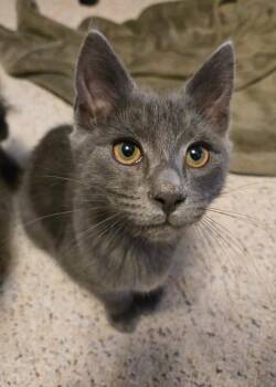 Emile -  Domestic Short Hair Cat for Adoption in Pasco, Washington - Emile | PetCurious