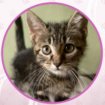 Rescue Domestic Short Hair Cats for Adoption in Toms River, New Jersey - Peugeot | PetCurious