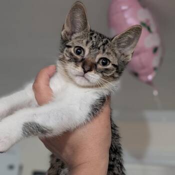 Sunset -  Domestic Short Hair Cat for Adoption in West Palm Beach, Florida - Sunset | PetCurious