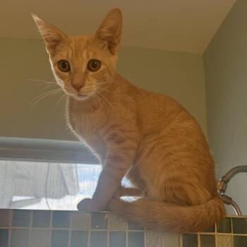 Tangerine -  Domestic Short Hair Cat for Adoption in Sunrise, Florida - Tangerine | PetCurious