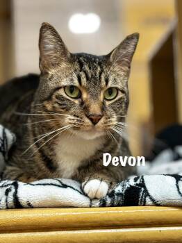 Devon -  Domestic Short Hair Cat for Adoption in Goliad, Texas - Devon | PetCurious