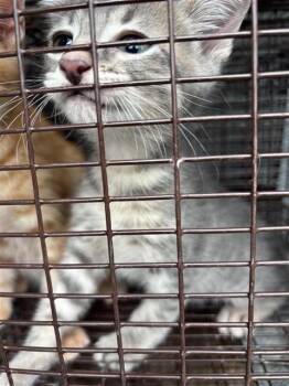 A661332 -  Domestic Short Hair Cat for Adoption in Houston, Texas - A661332 | PetCurious