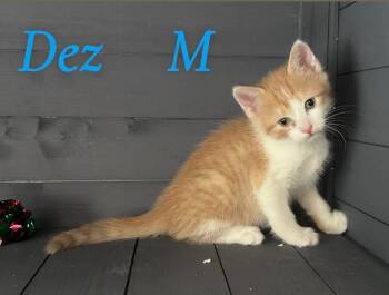 Domestic Short Hair Cats Available for Adoption in Darien, Georgia - Dez | PetCurious