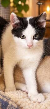 Winter -  Domestic Short Hair Cat for Adoption in Sistersville, West Virginia - Winter | PetCurious