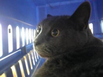 Domestic Short Hair Cats Available for Adoption - QUINCY | PetCurious