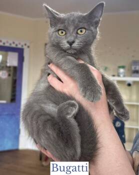 Bugatti -  Domestic Short Hair Cat for Adoption in Berkeley Springs, West Virginia - Bugatti | PetCurious