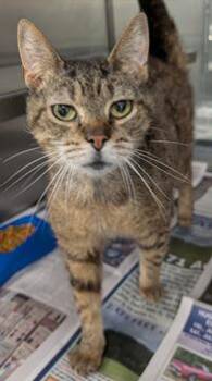 Fisher (Polydactyl) & Itzy *BONDED* -  Russian Blue Cat for Adoption in Herndon, Virginia - Fisher (Polydactyl) & Itzy *BONDED* | PetCurious