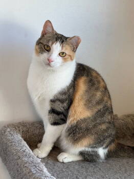 Rescue Calico and Tabby Cats for Adoption in Hopewell, Virginia - Gwen | PetCurious