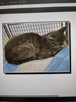 Parrotfish -  Domestic Short Hair Cat for Adoption in Daytona Beach, Florida - Parrotfish | PetCurious