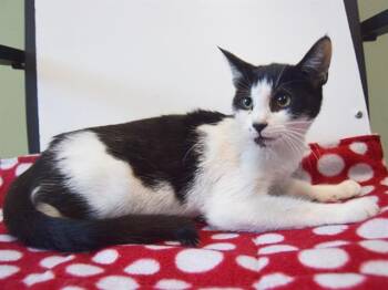 Rescue Domestic Short Hair Cats for Adoption in Sacramento, California - LILAH | PetCurious