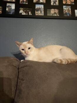 Kiki -  Siamese Cat Available for Adoption in Fresno, California - Kiki | PetCurious