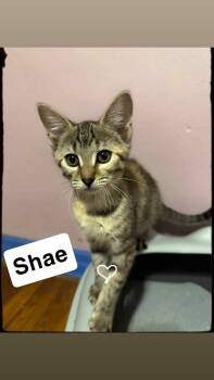 Rescue Domestic Short Hair Cats for Adoption in Jacksonville, Florida - Shae =^.^= | PetCurious