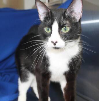 Oreo - 41739 -  Domestic Short Hair Cat for Adoption in Prattville, Alabama - Oreo - 41739 | PetCurious