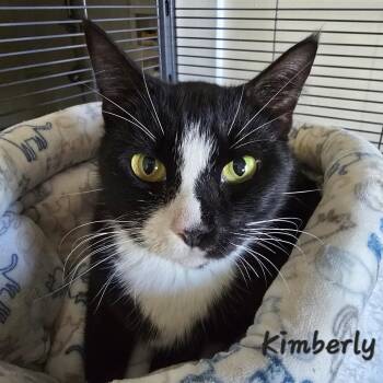 Rescue Domestic Short Hair Cats for Adoption in St. Augustine, Florida - Kimberly | PetCurious