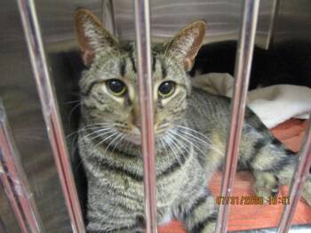 Dash (670) -  Domestic Short Hair Cat for Adoption in Marietta, Georgia - Dash (670) | PetCurious