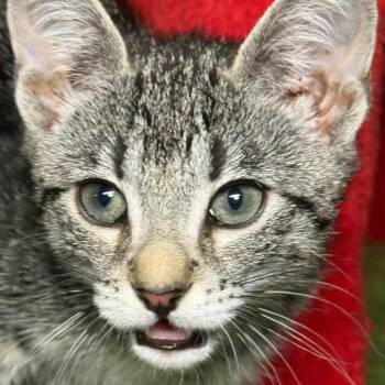 Domestic Short Hair Cats Available for Adoption - Kildare | PetCurious