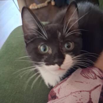 Tux -  Domestic Short Hair Cat for Adoption in Evansville, Indiana - Tux | PetCurious