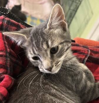 Domestic Short Hair Cats Available for Adoption - Sammy | PetCurious