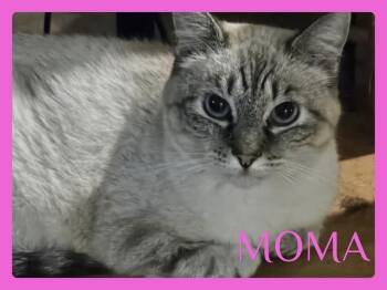 MOMA -  Siamese Cat for Adoption in Lawton, Oklahoma - MOMA | PetCurious