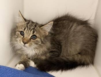 Tigger -  Domestic Medium Hair Cat for Adoption in Rochester, Indiana - Tigger | PetCurious