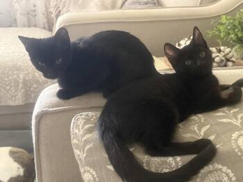 Elvira -  Domestic Short Hair Cat for Adoption in Fenton, Missouri - Elvira | PetCurious