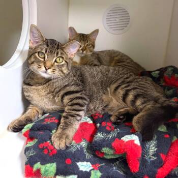 Logos -  Domestic Short Hair Cat for Adoption in Woodinville, Washington - Logos | PetCurious
