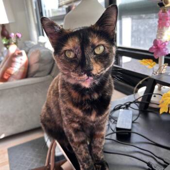 Rescue Domestic Short Hair Cats for Adoption in Evanston, Illinois - Cinderella | PetCurious