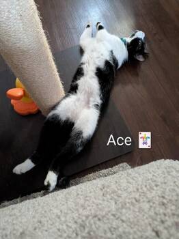 Ace -  Domestic Short Hair Cat for Adoption in Walla Walla, Washington - Ace | PetCurious